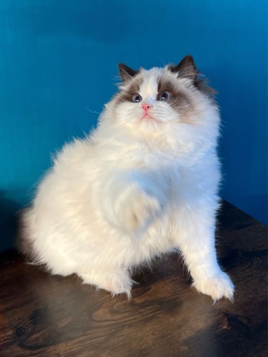 Margaret -niezwykłej urody kotka Ragdoll show-pet FPL kocięta koteczka