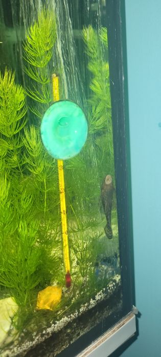 Młode glonojady sprzedam