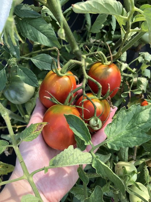Помидоры семена домашние