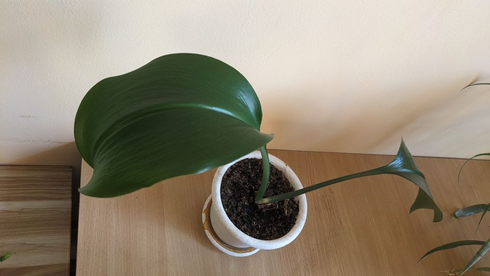 Кімнатні рослини