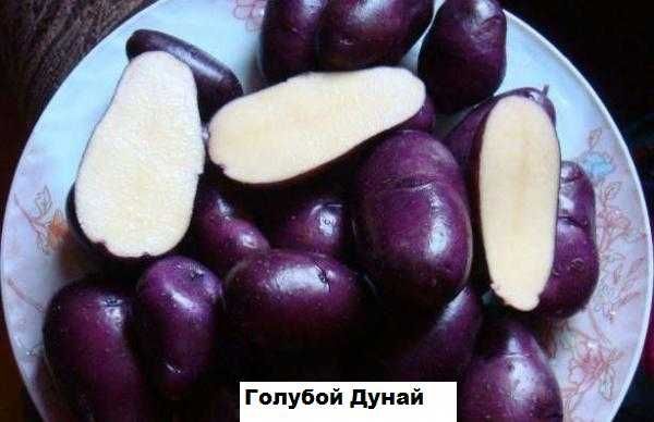 Продам картошку на посадку