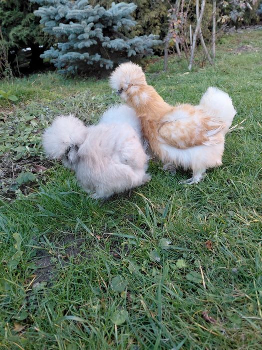 Kury silki jedwabiste