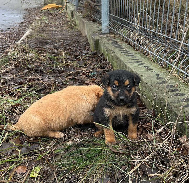 Цуценята шукають дім