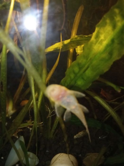 Glonojadki, zbrojnik albinosy