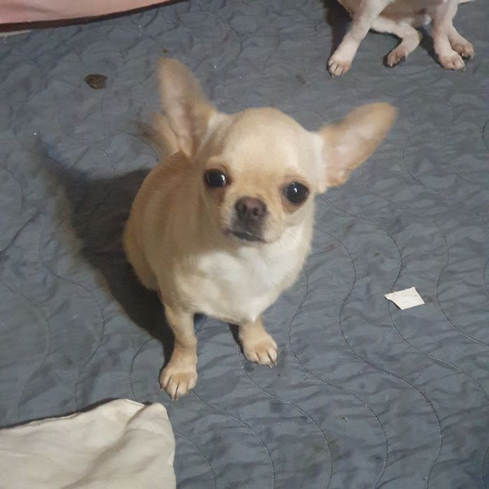 Девовка чихуахуа  в любимцы