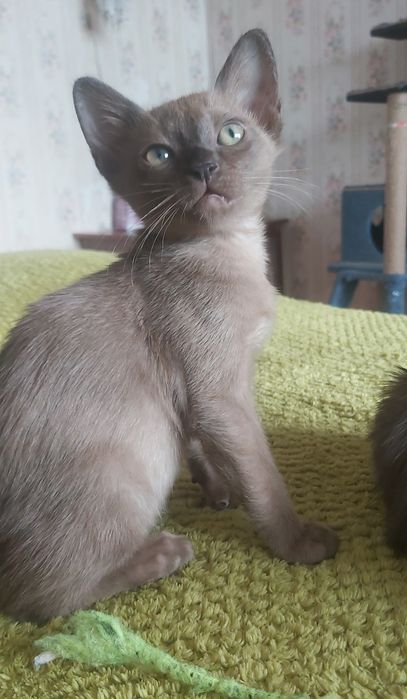 Бурманские котята , бурма, мальчики