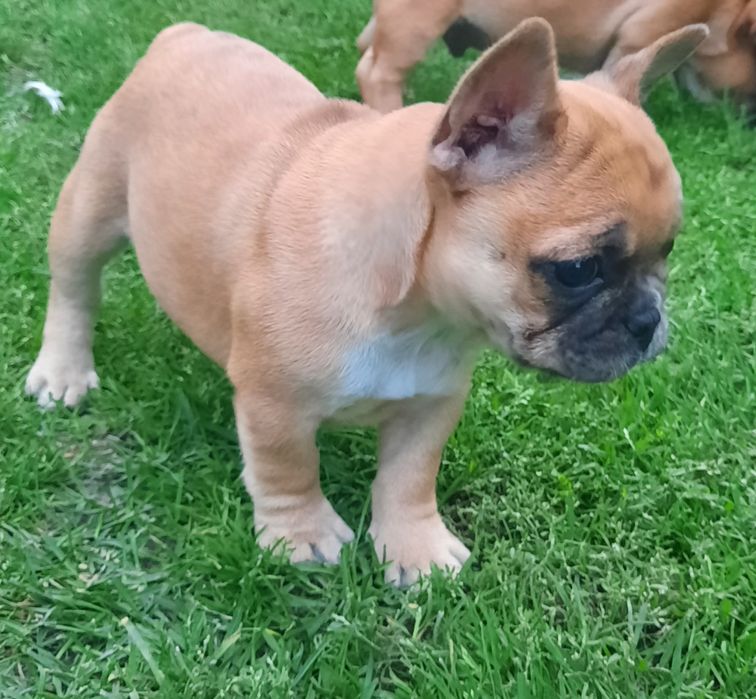 Szczeniaczek buldog francuski