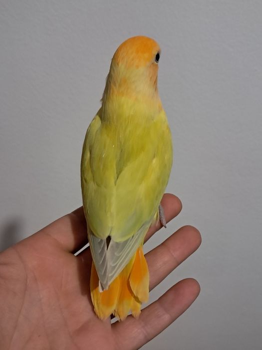 Agapornis roseicollis criado á mão