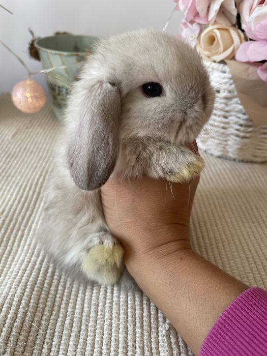 Króliczki  królik mini lop miniaturowy baranek LEGALNA HODOWLA !