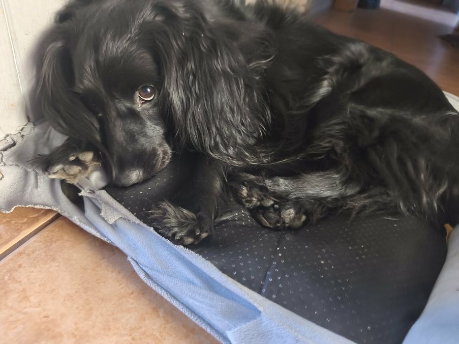 Dorosły Pies typu Cocker Spaniel lat 4
