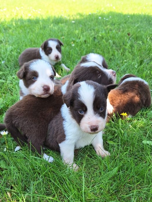 Border Collie chłopiec Czekoladowo-Biały