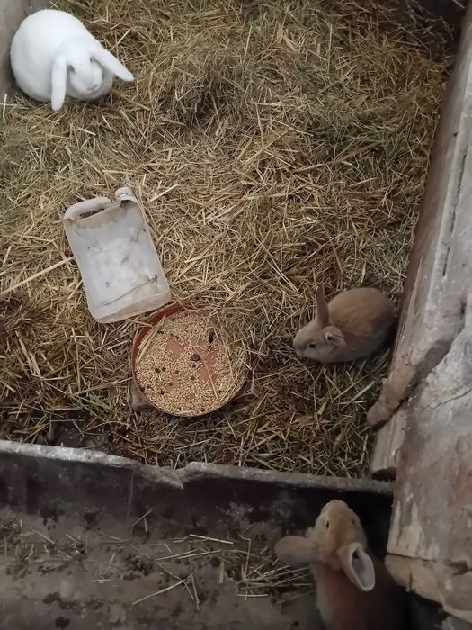 Zwierzeta kroliki francuskie -mieszane