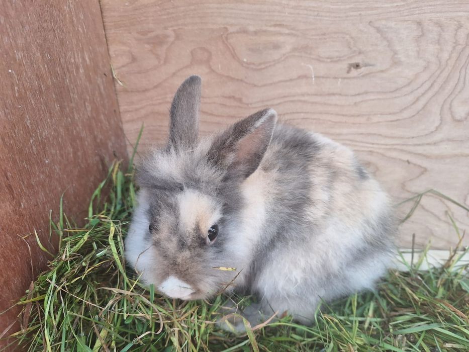 Kròlik miniaturka samczyk