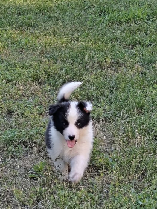 Suczka Border Collie