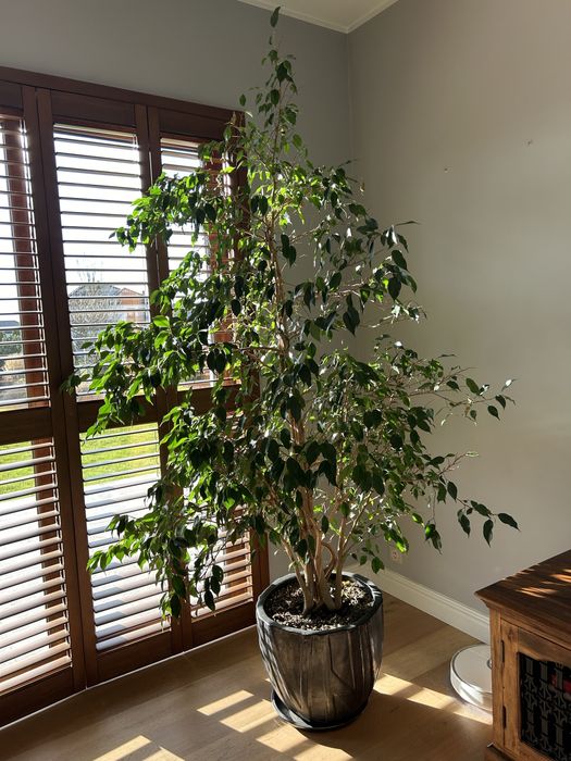 Duży Ficus benjamina  2,5 metra