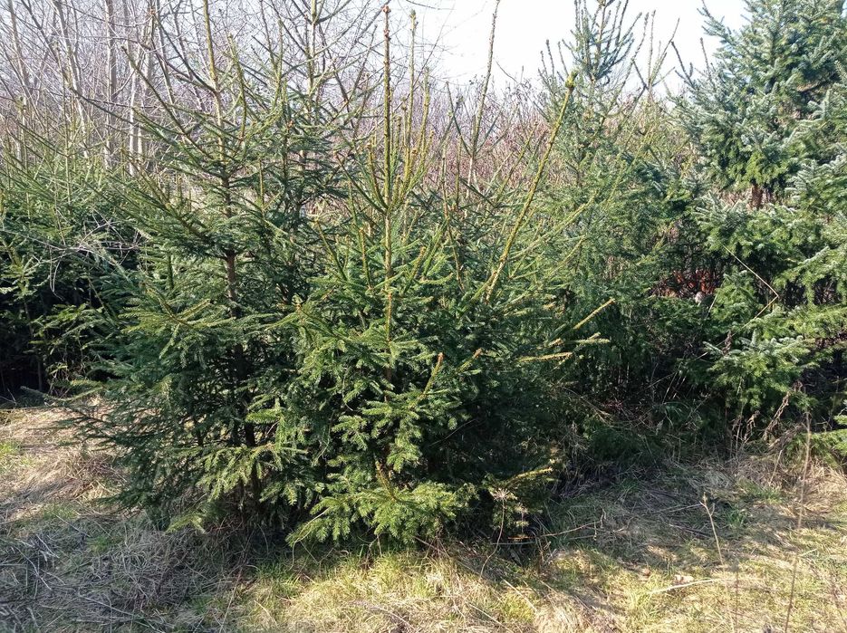 Sadzonki 3letnie 1,5m tanio