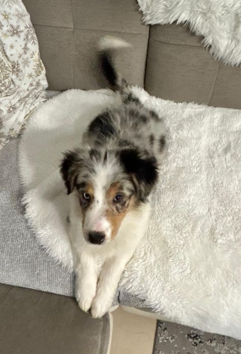 Owczarek Australijski typ amerykański suczka