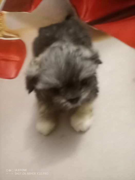 Suczka  SHIH TZU
