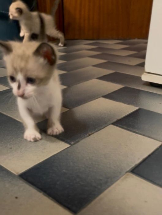 Gatos para adoção responsável