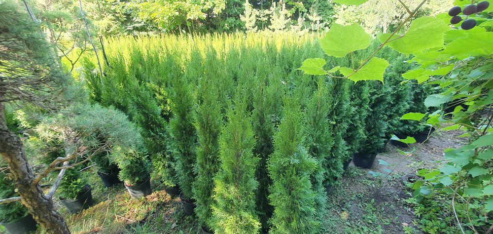 Szmaragd w donicach. Duży żywotnik zachodni na żywopłot. Nasadzenia.