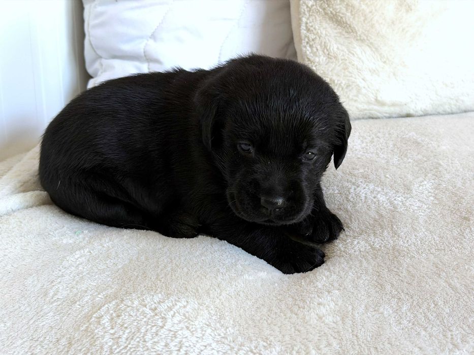 Suczka, sunia biszkoptowa Labrador Retriever. Badania Genetyczne!