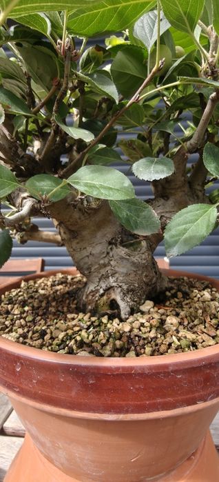 Macieira Bonsai, malus evereste