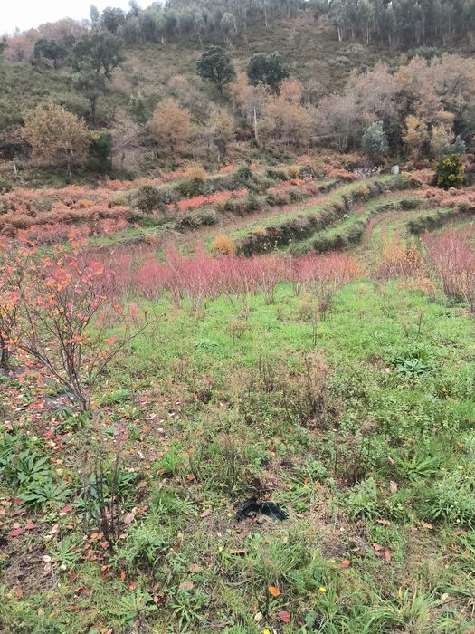 Quinta Rústica à Venda - 1 hectare de terreno. 

Descrição:  
Vende