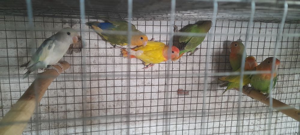 Casais de agapórnis