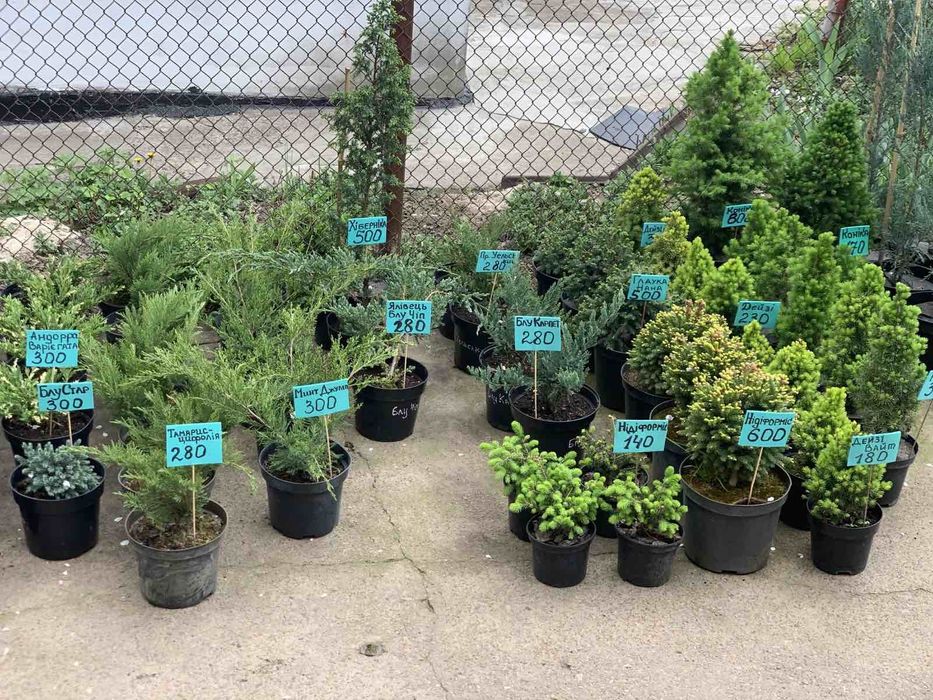 Туя Смарагд від 25 см до 2 м. Ялинки; Ялівці; Сосни; Ялиці; Хвойні