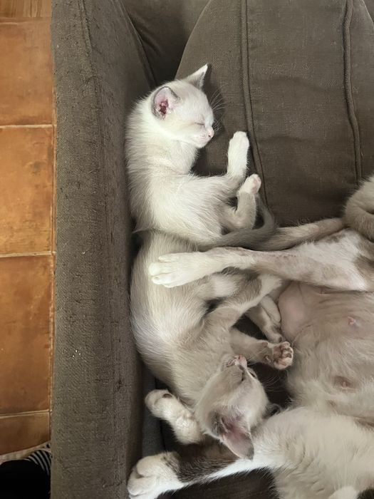 Doa se gatinhos bebés
