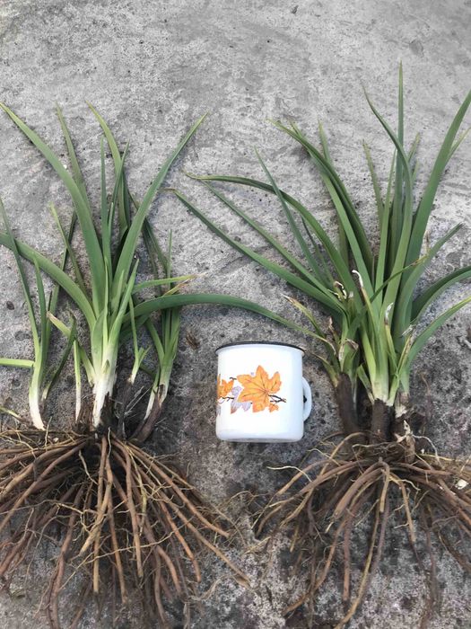 Кніфофія кущ.