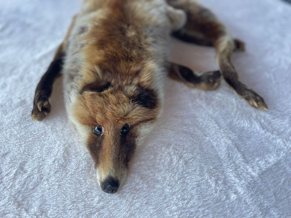 Kołnierz z całego lisa a La prl