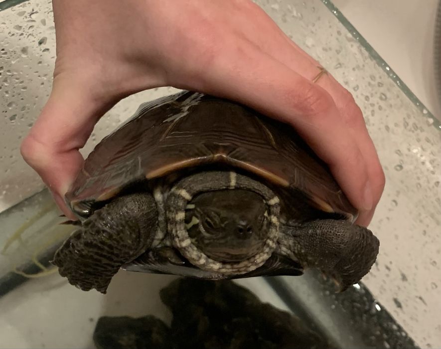 Oddam żółwia wodnego z wyposarzeniem