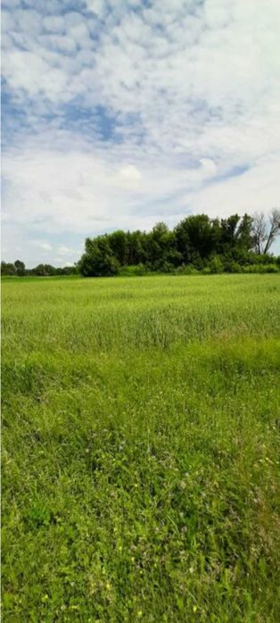 Продам земельну ділянку.