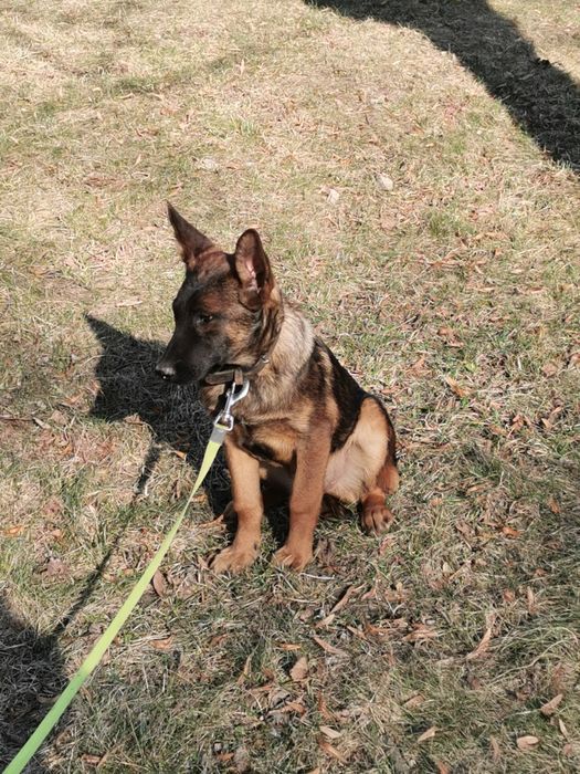 Owczarek Belgijski  stróżak