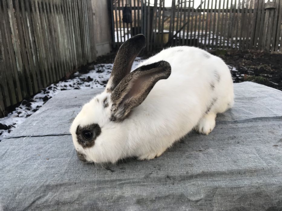 Кролики. Спарована самка.