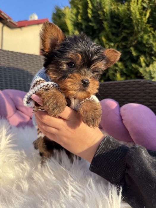 Йоркширський терєр