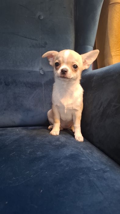 Chihuahua piękna maleńka dziewczynka