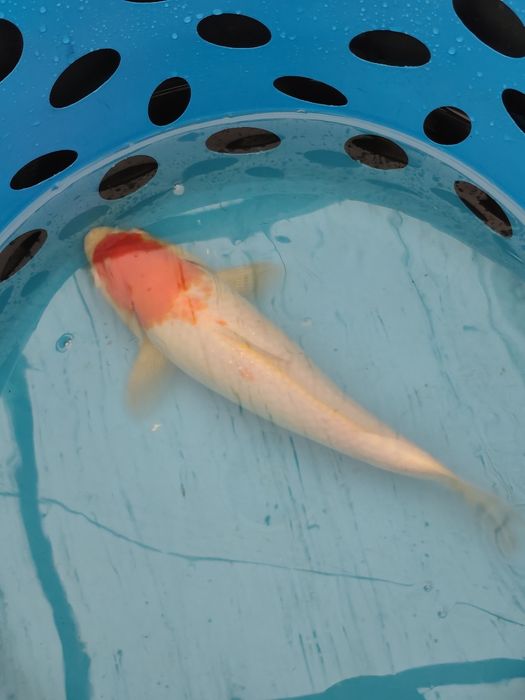 Carpa koi com um ano de idade