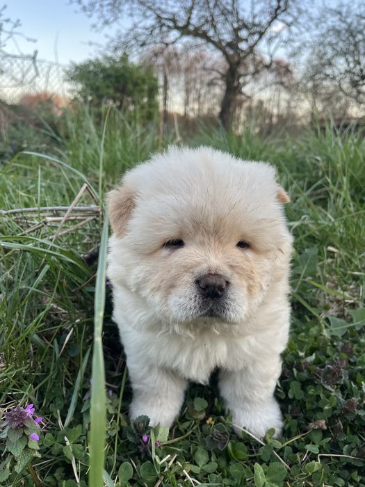 Chow chow piesek