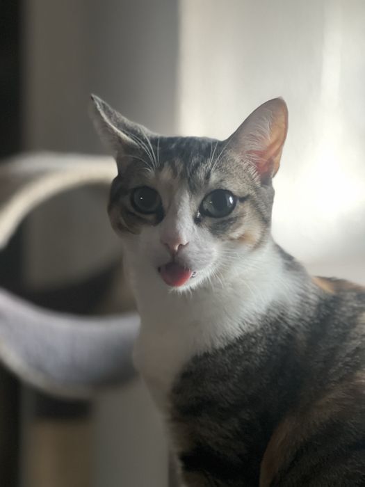 Gata para adoção