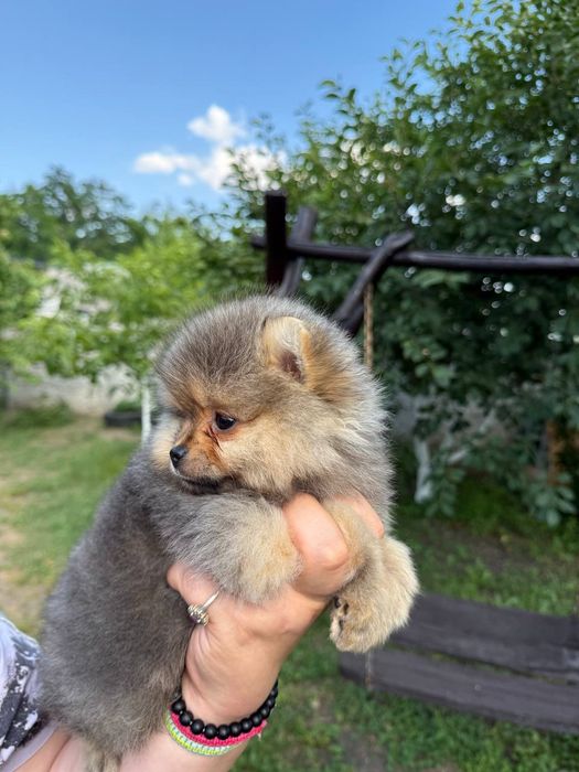 Крошка на ладошку