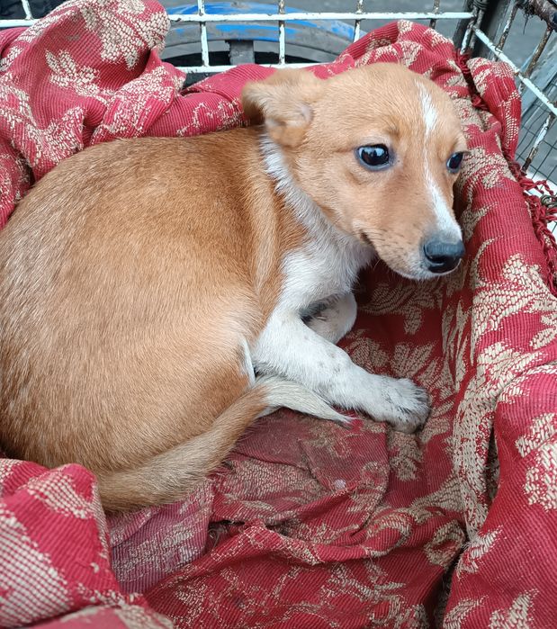 Дві собачки-лисички в добрі руки