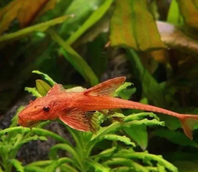Loricaria red. "Zooland" Mielec