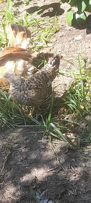 Aves do campo  bonitas