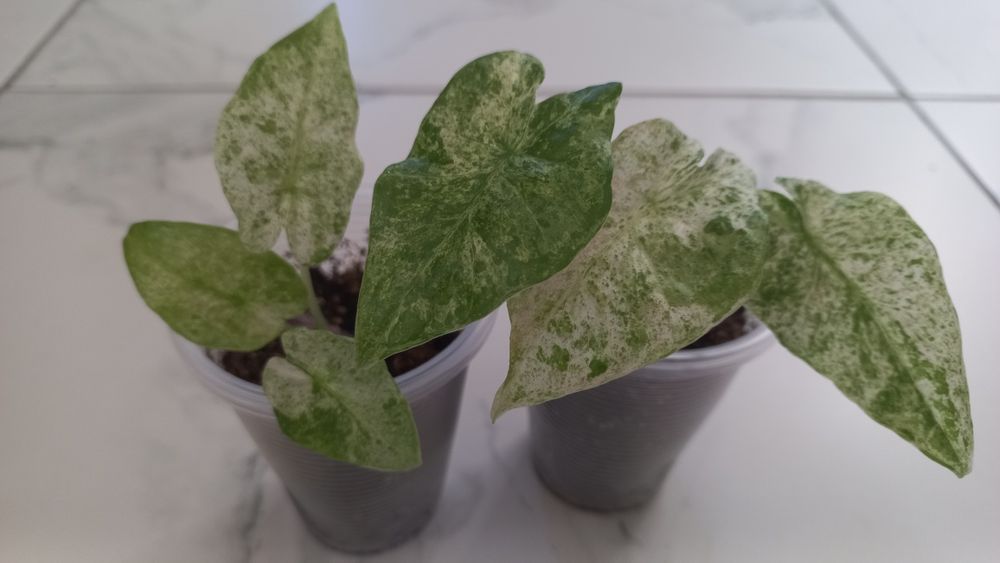 Алоказия Макрохіза сплеш