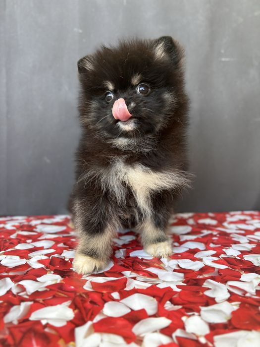 Привіт, я шпіц! Vipp