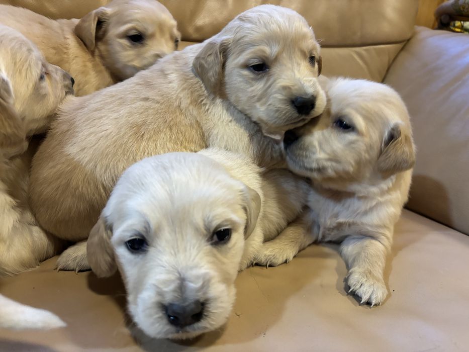 Цуценята золотистого ретривера