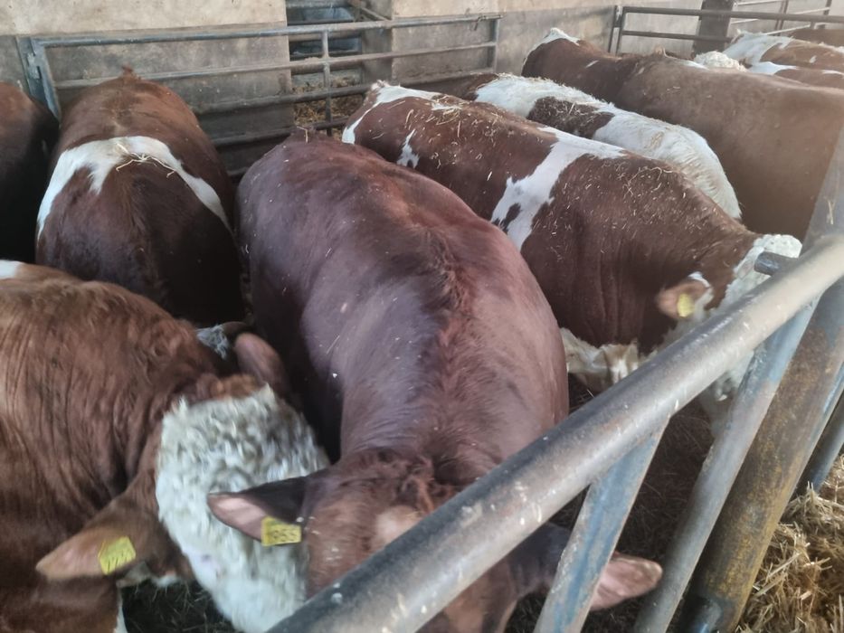 Bydło Byki MM Rzeźne