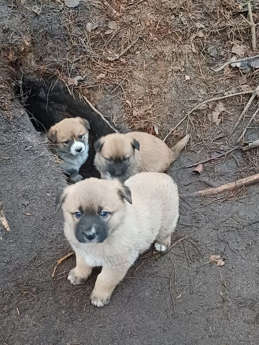Собачата,чудові песодіти